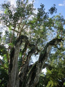 Bohdi Tree